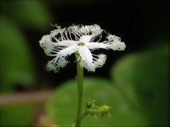 Trichosanthes cucumerina