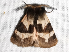 Watsonarctia deserta