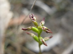 Genoplesium rufum