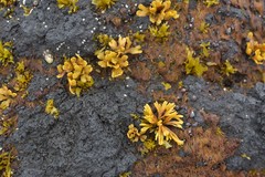 Pelvetiopsis limitata