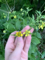 Geum × hainesianum