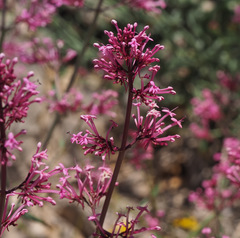 Centranthus longiflorus
