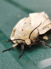 Spilosoma lutea