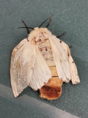 Spilosoma lutea