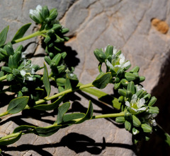 Telephium imperati