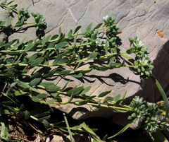 Telephium imperati