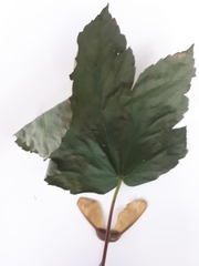 Acer pseudoplatanus