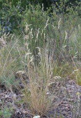 Helictotrichon desertorum