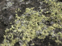 Microcalicium arenarium