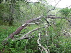 Arctostaphylos manzanita