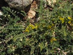 Astragalus pinetorum