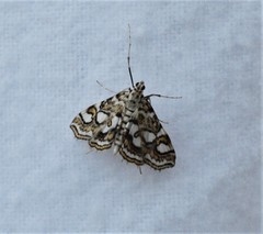 Elophila ekthlipsis