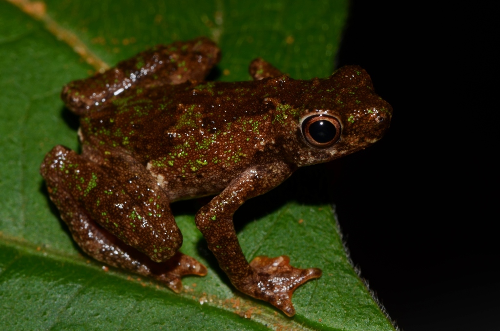 African Tree Toad
