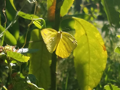 Eurema floricola ceres
