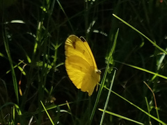 Eurema floricola ceres