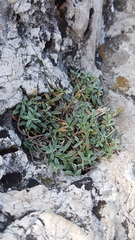 Pseudocistus