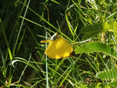 Eurema floricola ceres