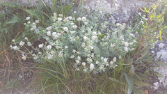 Dorycnium