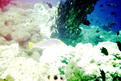 Plectorhinchus vittatus