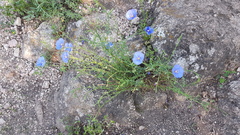 Linum perenne