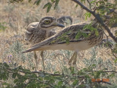 Burhinus indicus