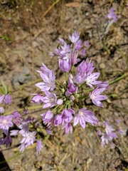 Allium unifolium