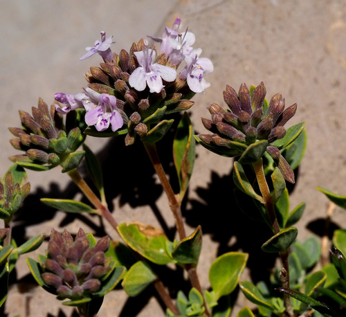 Ziziphora clinopodioides