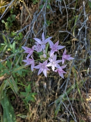 Allium unifolium