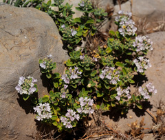 Ziziphora clinopodioides