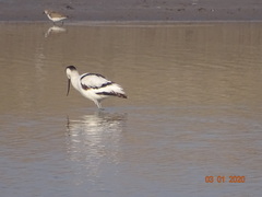 Recurvirostra avosetta