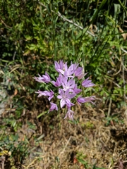 Allium unifolium