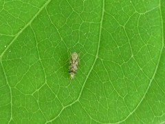 Latalus