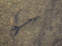 Archilestes californicus
