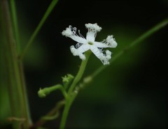 Trichosanthes cucumerina