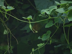 Trichosanthes cucumerina