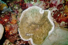 Ancylocaris brevicarpalis