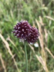 Allium
