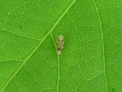 Latalus