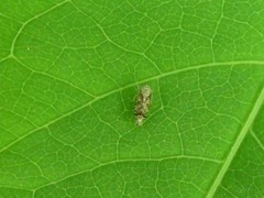 Latalus