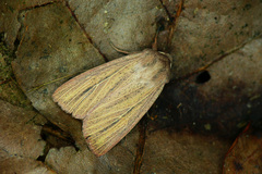 Mythimna pudorina
