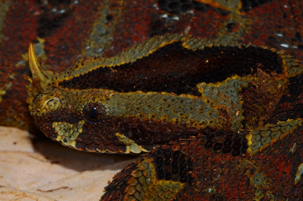 Rhinoceros Viper