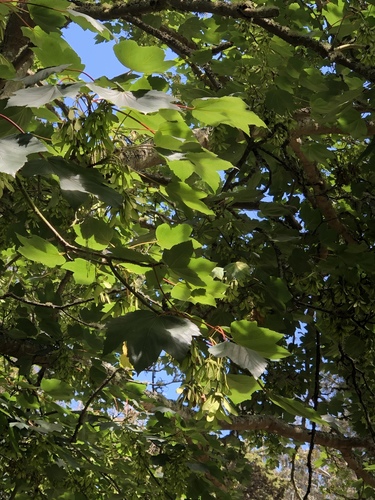 Acer pseudoplatanus iNat (2)