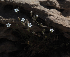 Arenaria deflexa