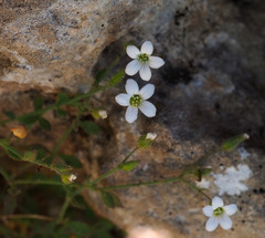 Arenaria deflexa