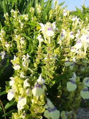 Scutellaria supina