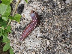 Cerura