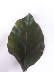 Fagus sylvatica