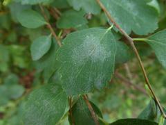 Podosphaera spiraeae