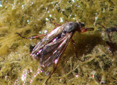 Bibionini