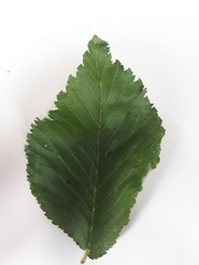 Ulmus glabra